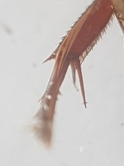 Ilybius fuliginosus