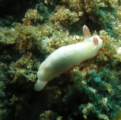 Goniobranchus verrieri