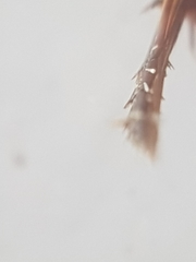Ilybius fuliginosus