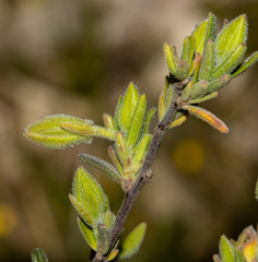 Hibbertia australis