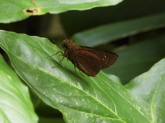 Caltoris malaya