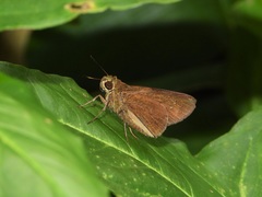 Caltoris malaya