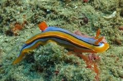 Chromodoris hamiltoni