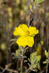 Hibbertia australis