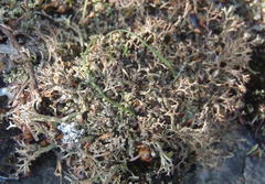 Cladonia subpungens