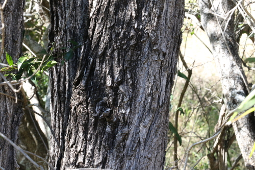 Image of Acacia fasciculifera by (c) Greg Tasney, some rights reserved (CC BY-SA)