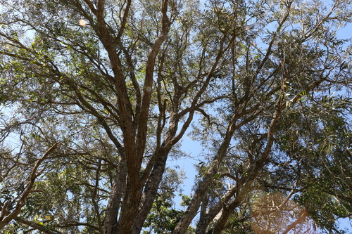 Image of Acacia fasciculifera by (c) Greg Tasney, some rights reserved (CC BY-SA)