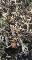 Cladonia subpungens