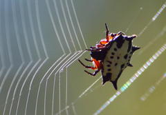Gasteracantha sanguinolenta