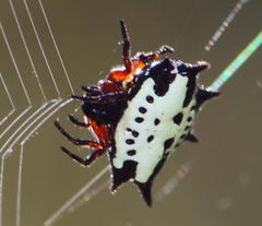 Gasteracantha sanguinolenta