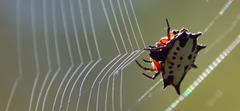Gasteracantha sanguinolenta