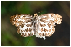 Abraximorpha davidii