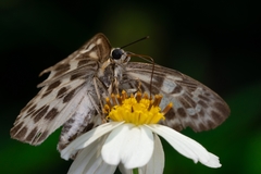 Abraximorpha davidii