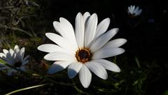 Dimorphotheca nudicaulis
