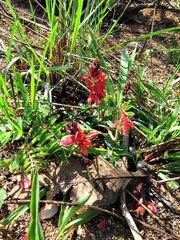 Indigofera sanguinea
