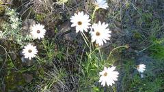 Dimorphotheca nudicaulis