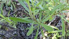 Dimorphotheca nudicaulis