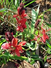 Indigofera sanguinea