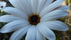 Dimorphotheca nudicaulis