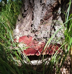 Fistulina hepatica