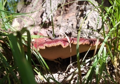Fistulina hepatica