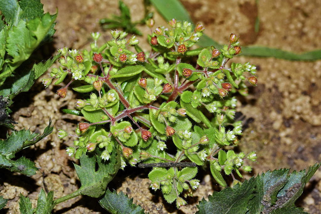 Crassula strigosa