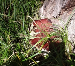 Fistulina hepatica