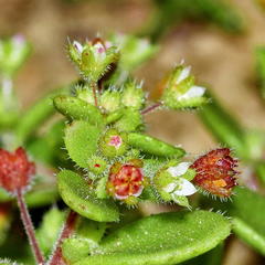 Crassula strigosa
