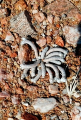 Anacampseros albissima