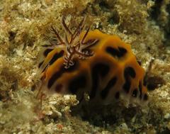 Halgerda wasinensis