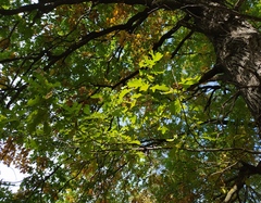 Quercus robur