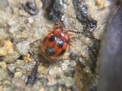 Stenotarsus pardalis