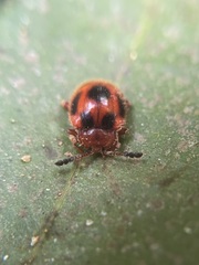 Stenotarsus pardalis
