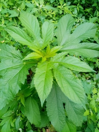 Наблюдение на iNaturalist