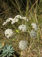 Peucedanum cervaria