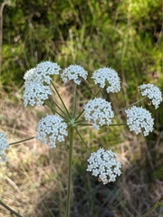 Peucedanum cervaria