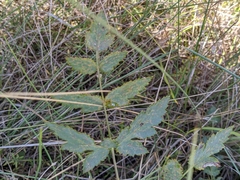 Peucedanum cervaria