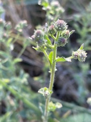 Pseudoconyza viscosa