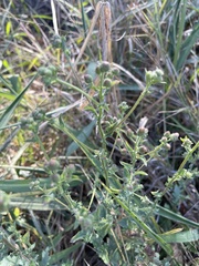 Pseudoconyza viscosa