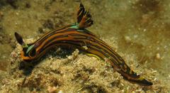 Tambja affinis