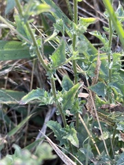 Pseudoconyza viscosa