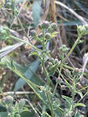 Pseudoconyza viscosa