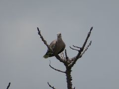 Streptopelia vinacea
