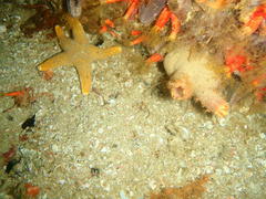 Callopatiria formosa