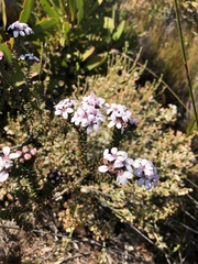 Adenandra rotundifolia