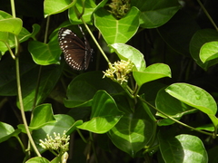 Euploea crameri