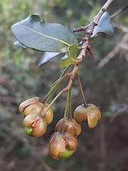Ochna arborea