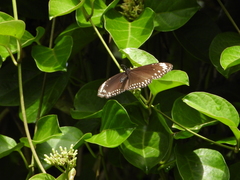Euploea crameri