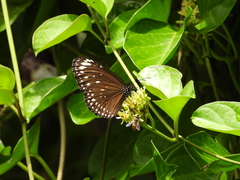 Euploea crameri