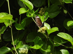 Euploea crameri